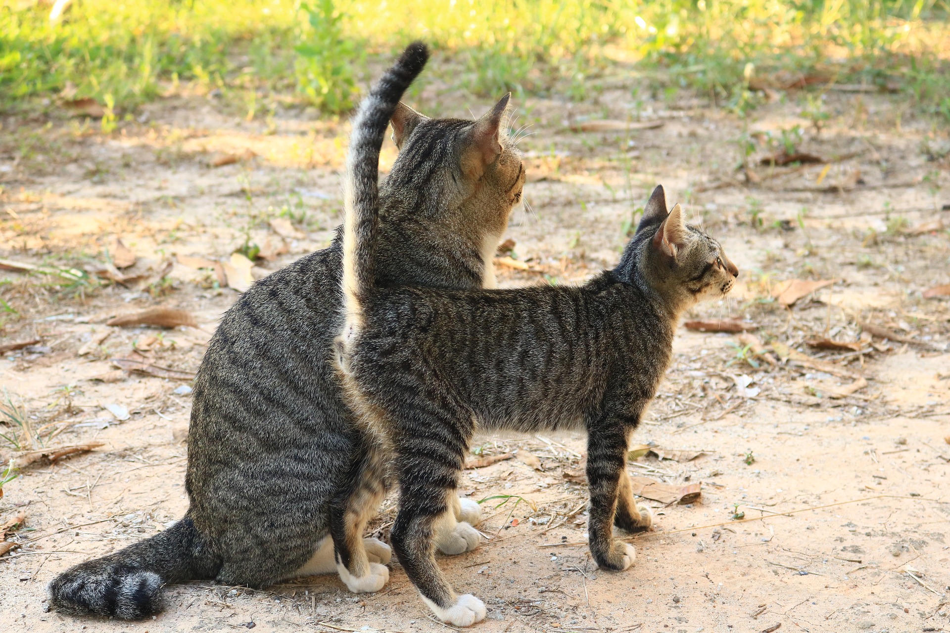 katze markiert